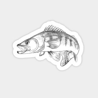 Pike - perch Sticker